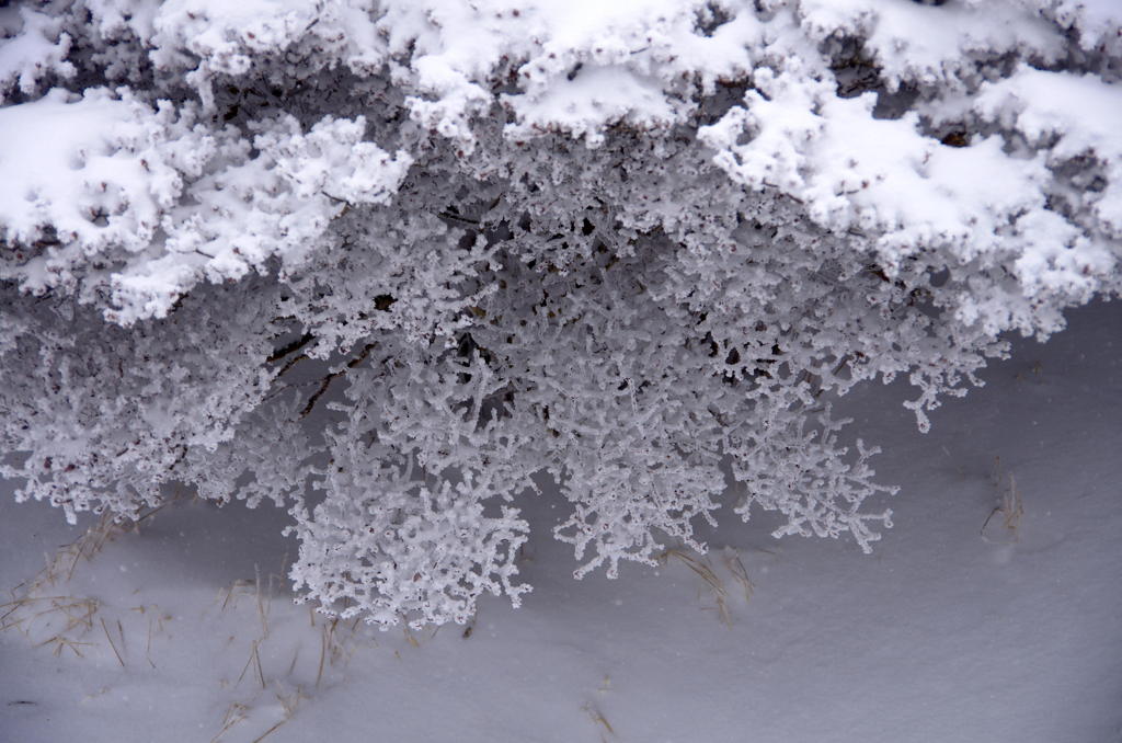 雪山にサンゴ？！