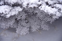 雪山にサンゴ？！