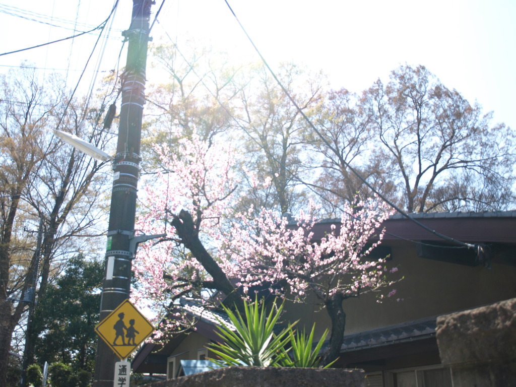 春の陽差し