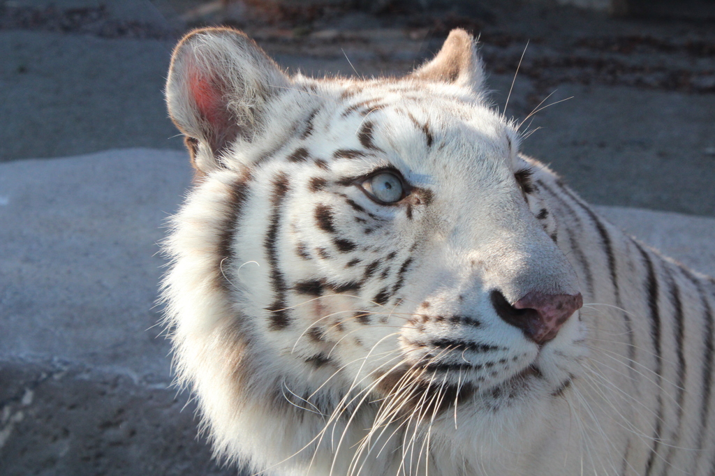 white tiger
