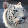 white tiger