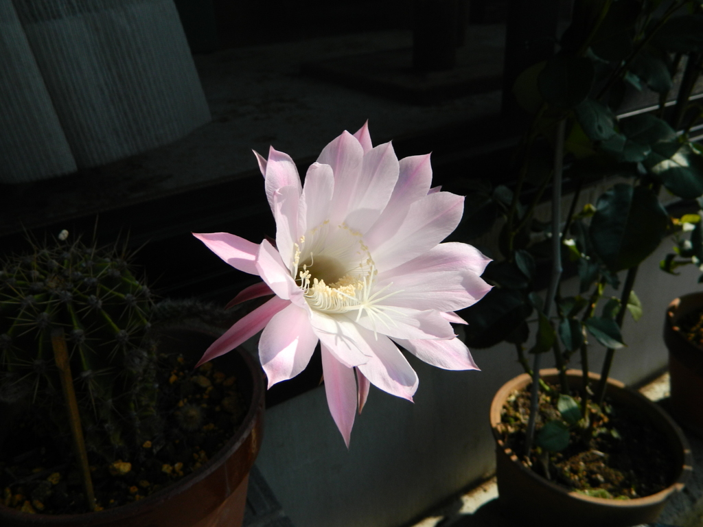 サボテンの花