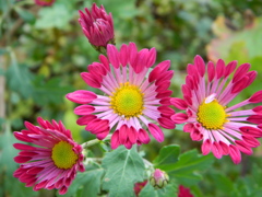 DSCN0422