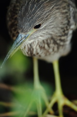 狙う