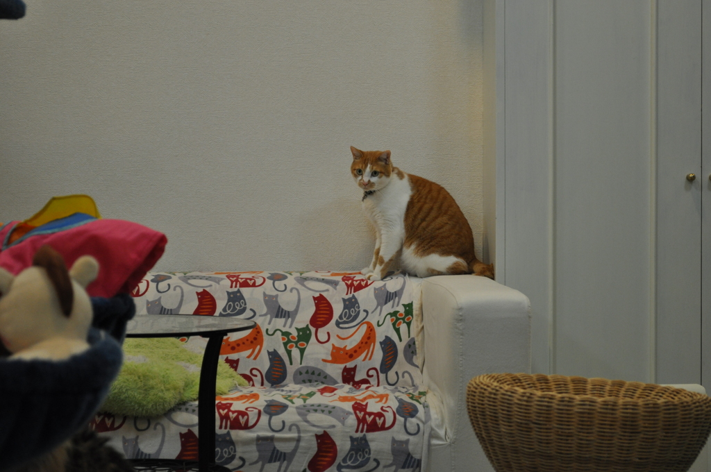 猫カフェ＿画像　123