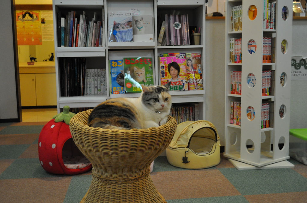 猫カフェ＿画像 006