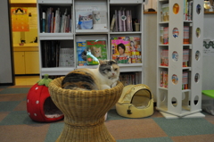猫カフェ＿画像 006