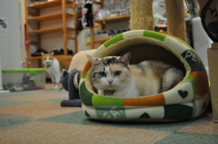 猫カフェ＿画像 106