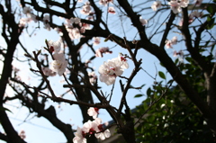 梅