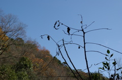 枯れ木