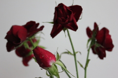 朽ちる花と、これからの花。