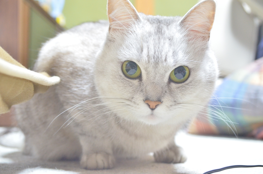 猫