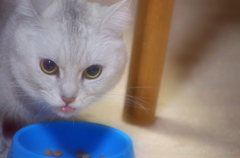お食事