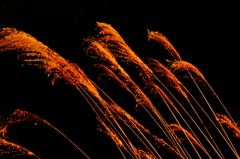 DSC00430