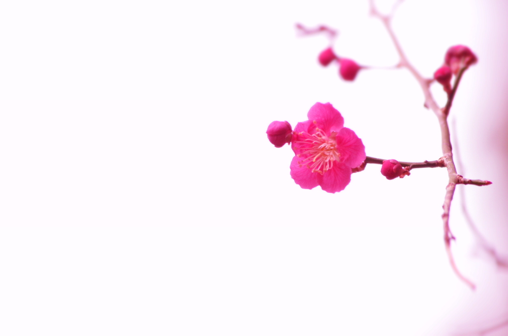 小梅