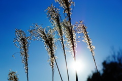 DSC00420