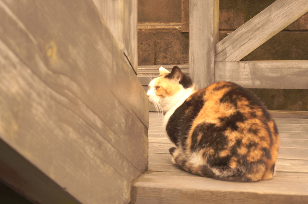 店の猫