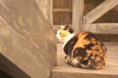 店の猫