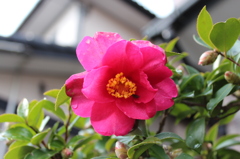 椿