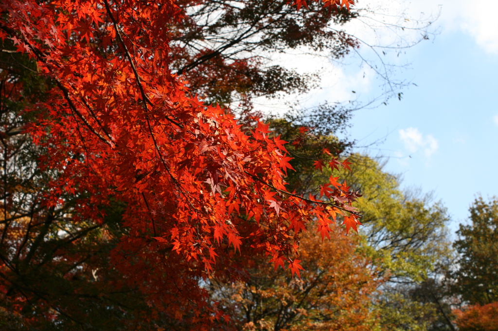 紅葉