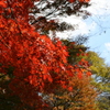 紅葉