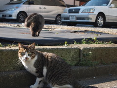 わしは先に帰るよ