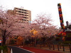 桜となんかのおぶじぇ