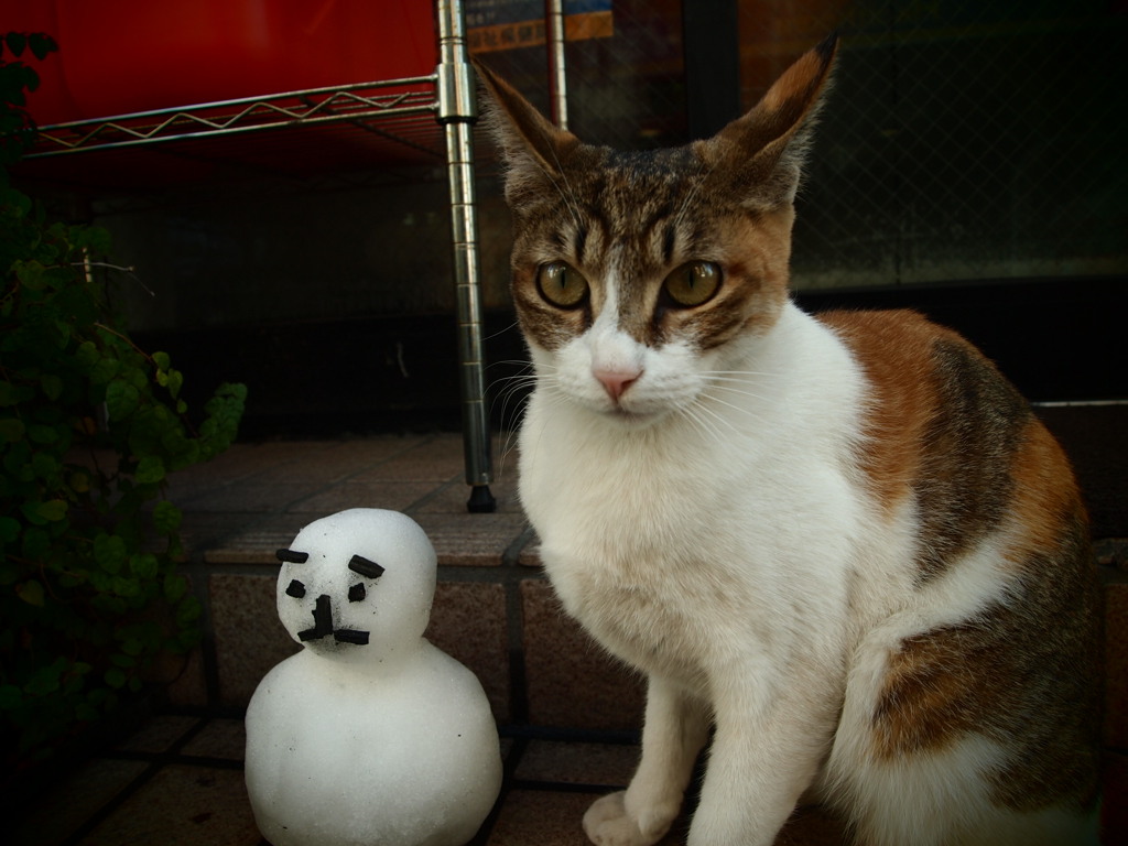 雪ダルマとミケ
