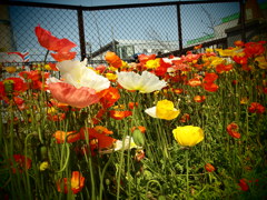 お花