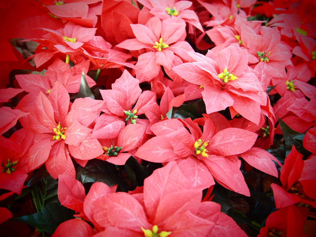 クリスマスのお花。