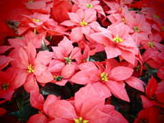 クリスマスのお花。