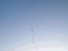 鳥が鳥の形