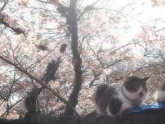 にゃんことさくら