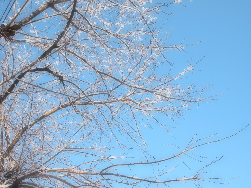 桜雪化粧