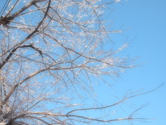 桜雪化粧