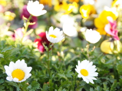 お花