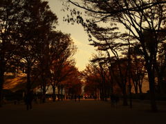 代々木公園