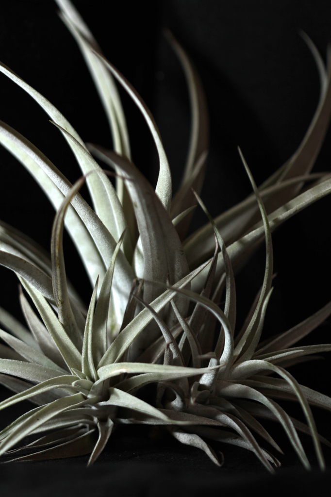 Tillandsias 