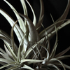 Tillandsias 