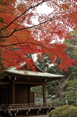 近所の氷川神社にて