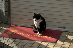 私招き猫と申します。でも今日はお店お休みなんです・・・・