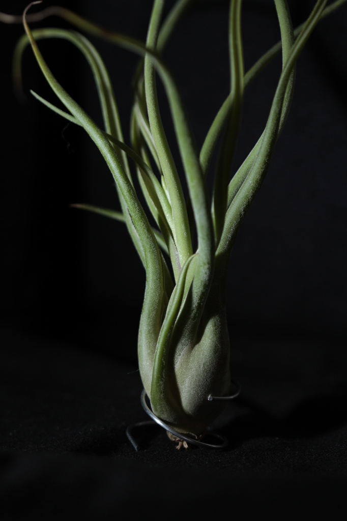 Tillandsia1 