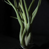 Tillandsia1 