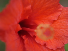 ハイビスカスの花びらにFOCUSを