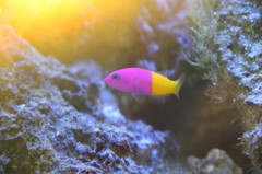 熱帯魚に茜差す