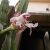 サボテンの花