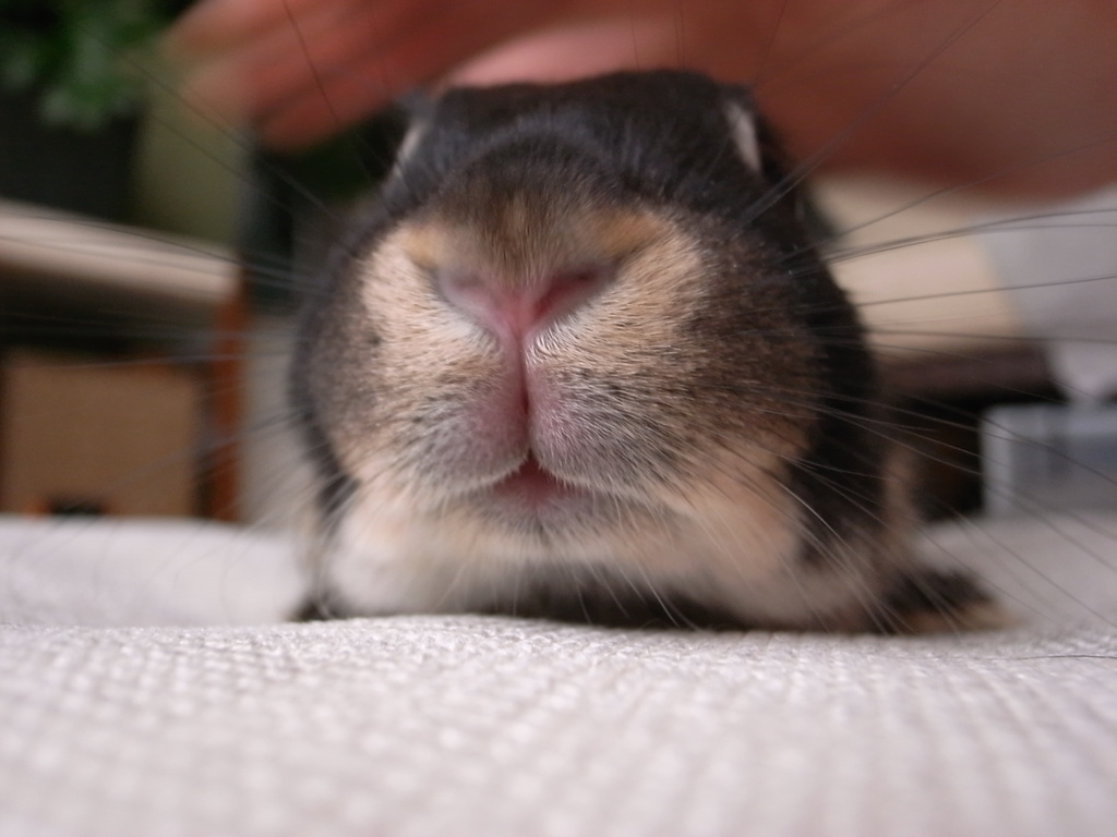 ふがが