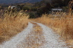 田舎道