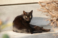 yellow eyes black cat