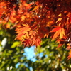 師走の紅葉